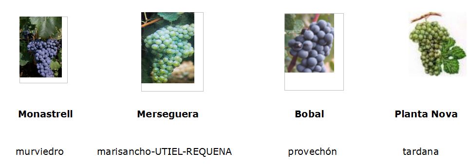 VARIEDADES DE UVA "TERROIR"